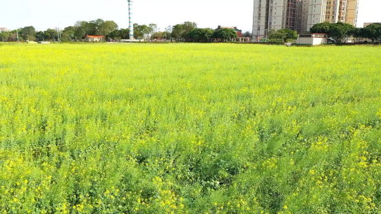 走进霞山研学基地(2)(1)617.png